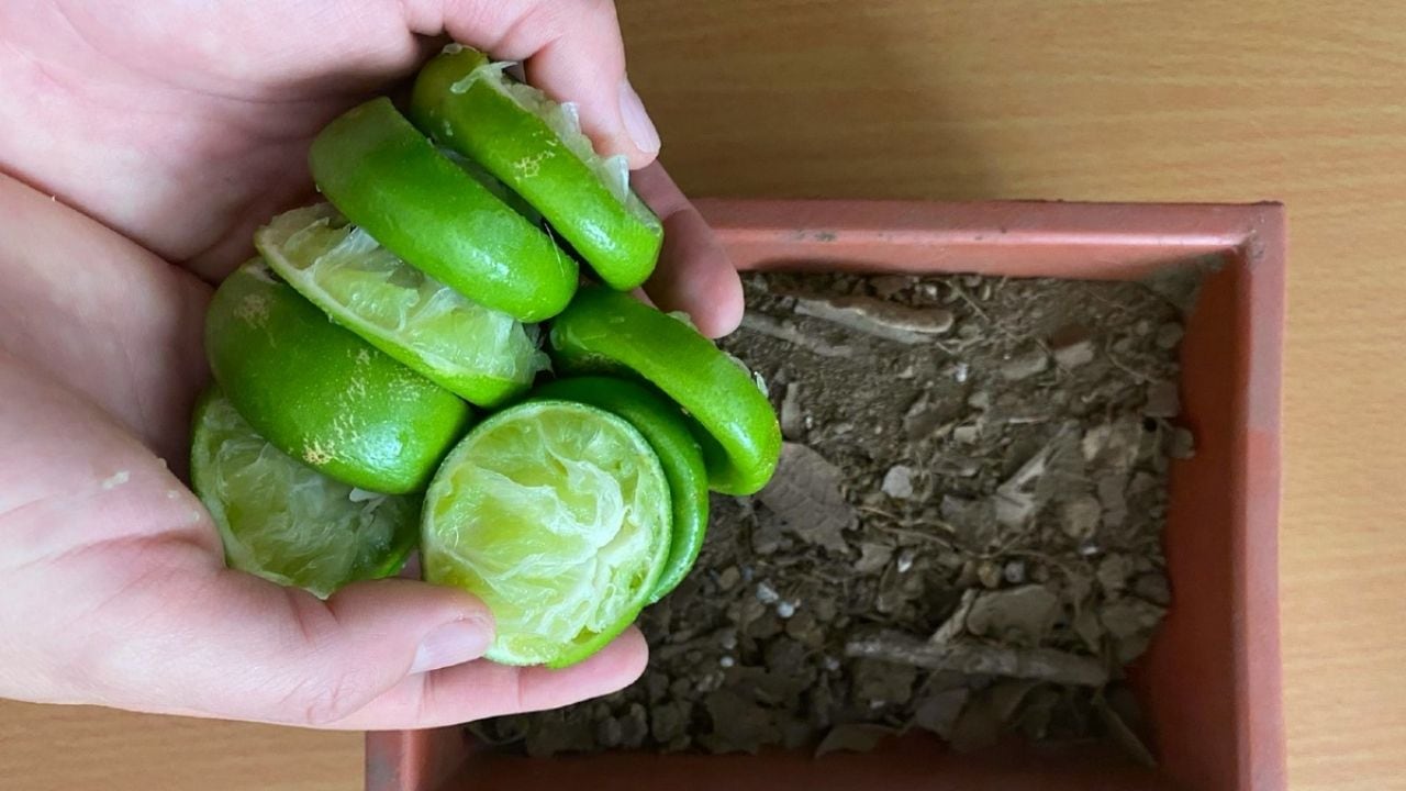 Esto ocurre si ponés ralladura de limón en las plantas del jardín.