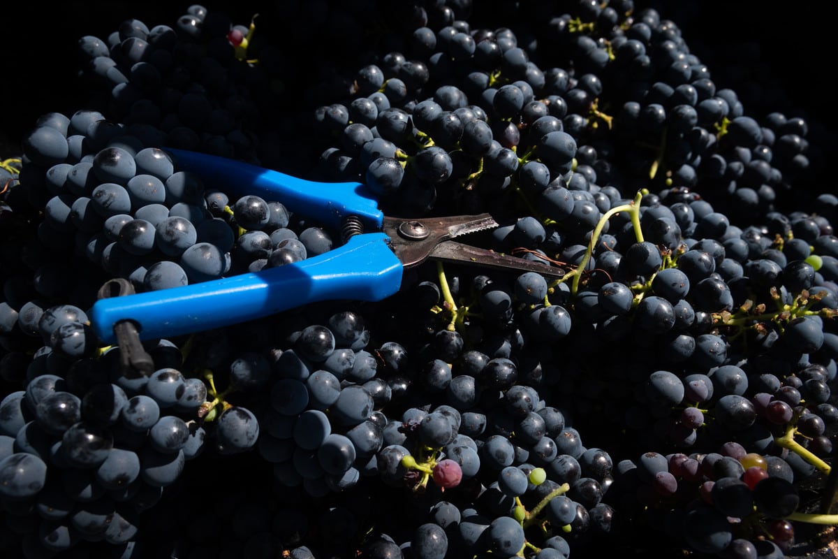 Vendimia 2022
Cosecha varietal Syrah en Finca del Inca, Barrancas, Maipú

Foto: Ignacio Blanco / Los Andes