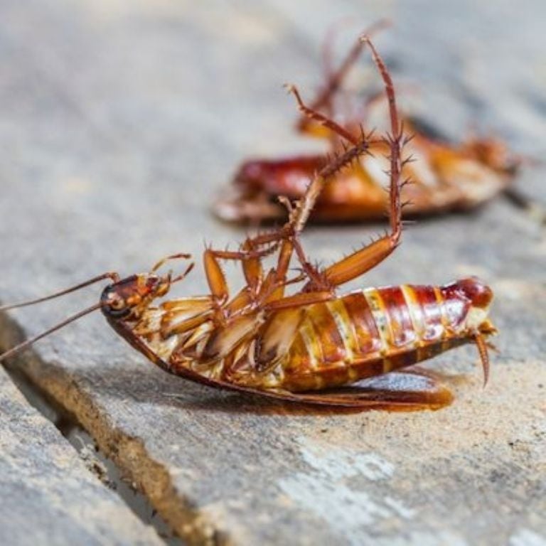 Así se pueden eliminar y espantar estos insectos.