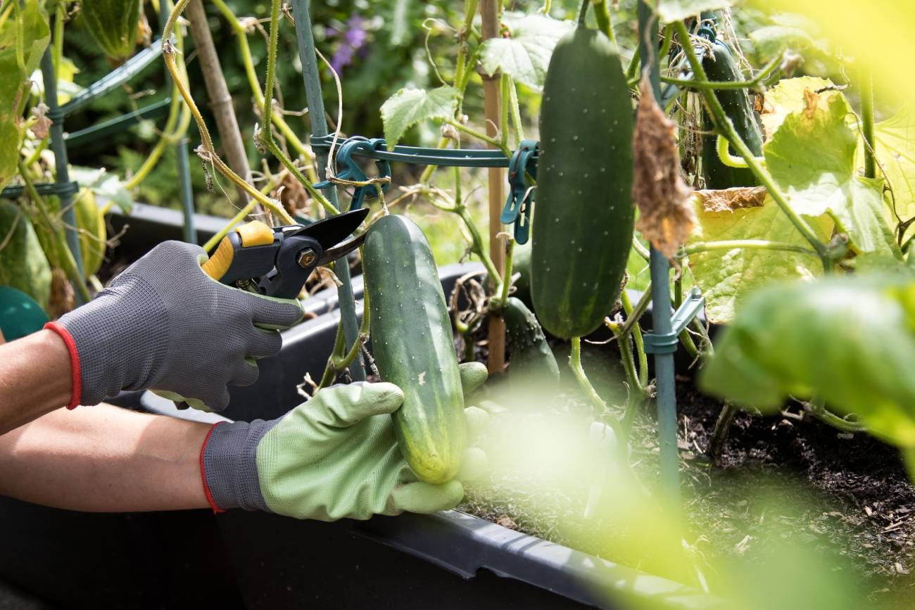 Las cáscaras de limón ayudan al fortalecimiento y crecimiento de cítricos y rosales. (Christin Klose/DPA)