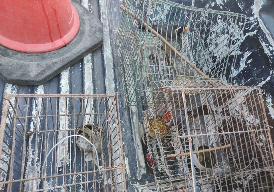 Desbarataron riñas de gallos en Lavalle: dos detenidos y más de 30 aves recuperadas. | Foto: Ministerio de Seguridad y Justicia