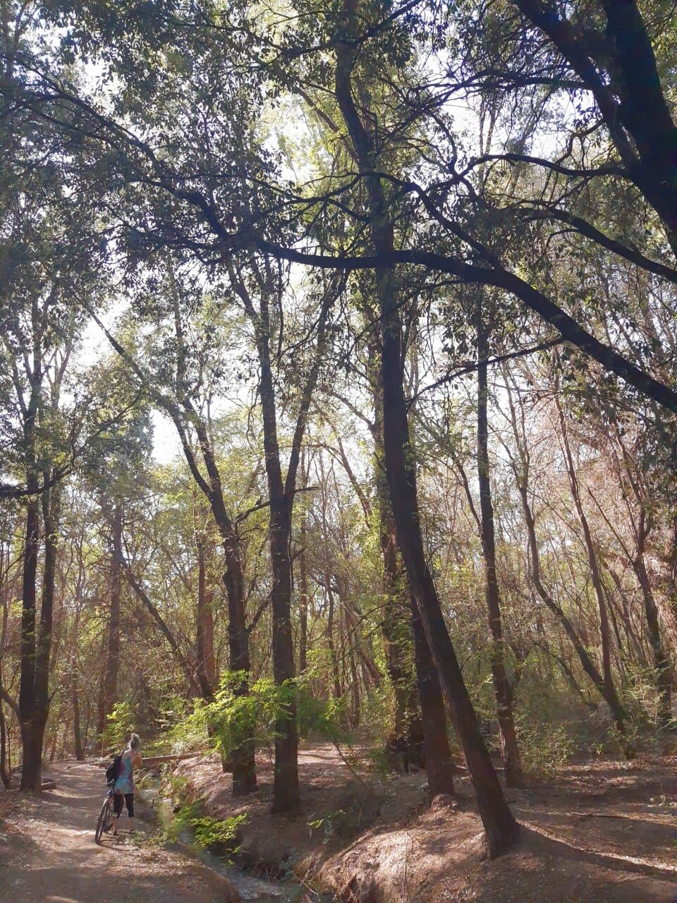 Prados del Parque Gral. San Martín. Ciudad.