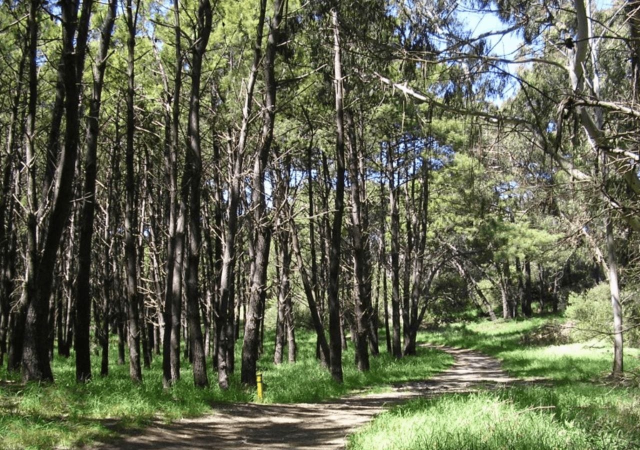 El bosque está ubicado en el partido de General Alvarado.