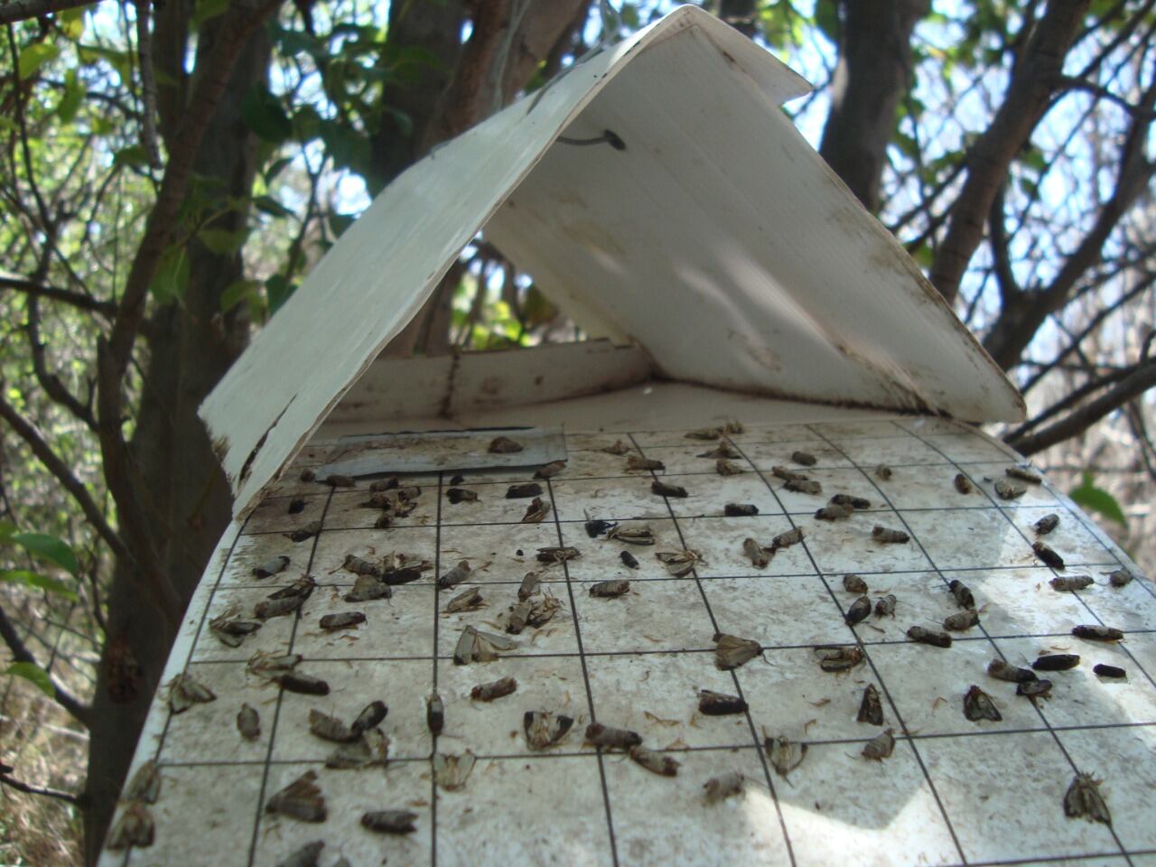 Captura de carpocapsa en trampas. Foto: Gentileza Iscamen