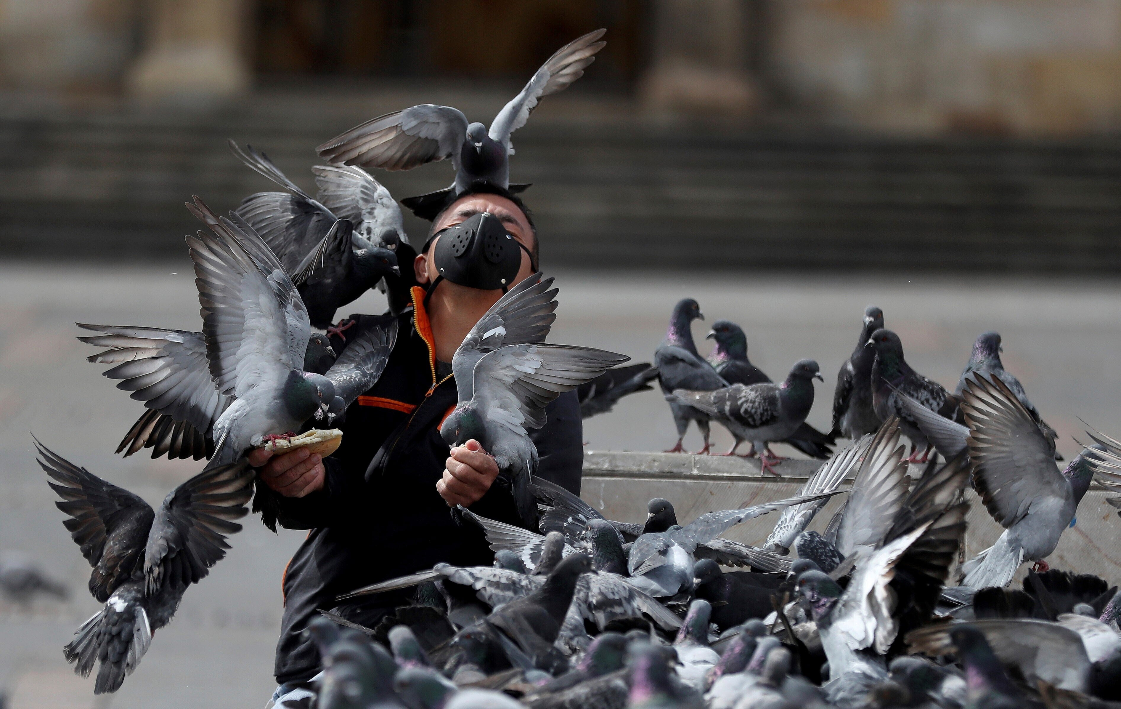 Alimentando una bandada de palomas en la Plaza Bolívar en Bogotá.