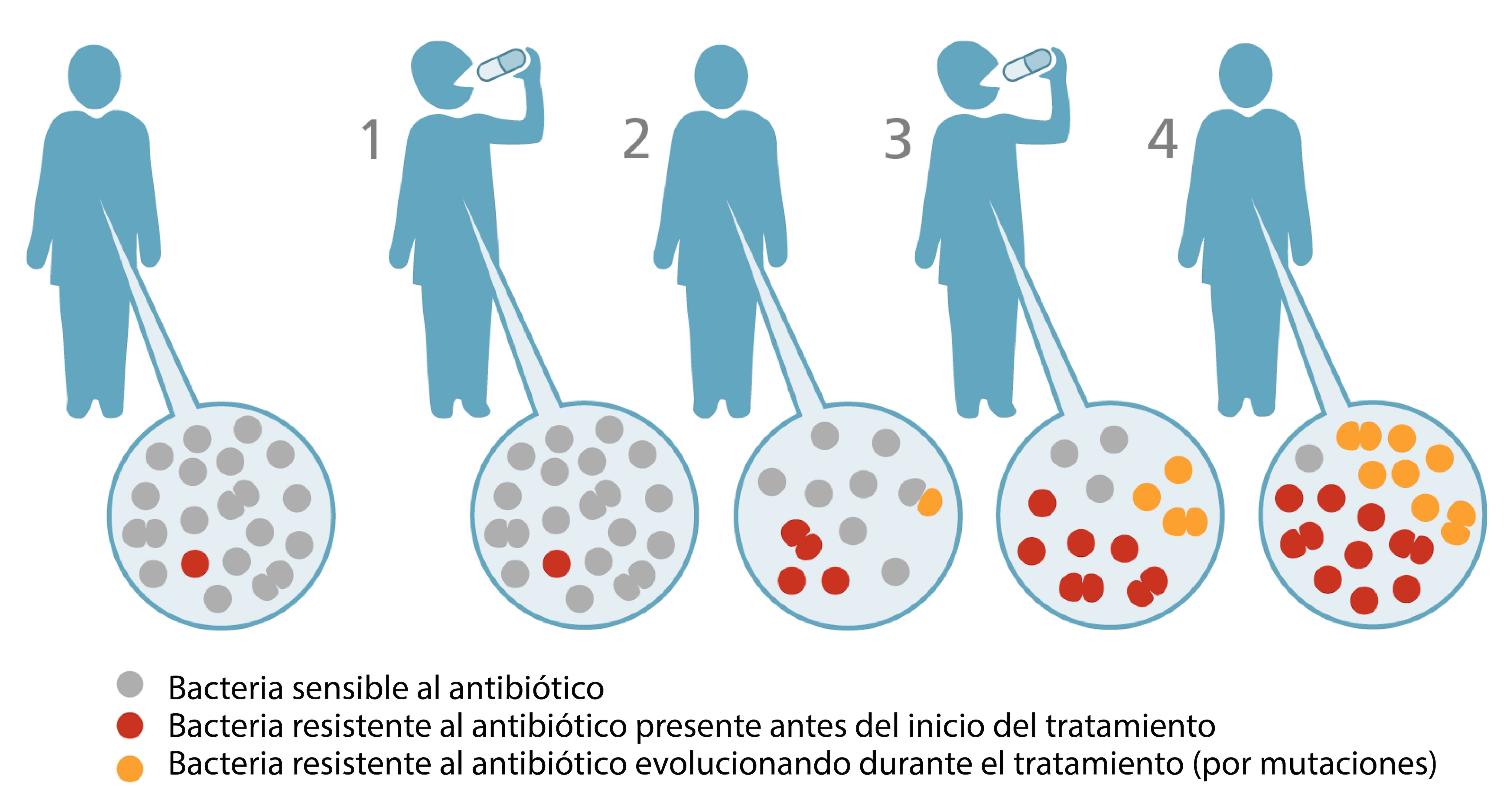 Antibióticos: evolución de bacterias resistentes. (1) El antibiótico reduce las bacterias no resistentes (gris), y las resistentes se multiplican (rojo). (2) Durante el tratamiento, pueden surgir mutaciones que generen nuevas resistencias (naranja). (3 y 4) Los antibióticos eliminan las bacterias sensibles, pero aumentan las bacterias resistentes. Fuente: FOPH, Suiza.