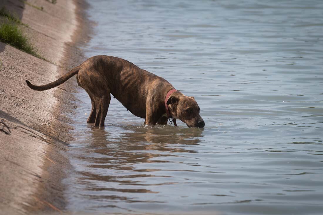 Precaución por ola de calor en Mendoza.
Se mantienen las altas temperaturas en la provincia de Mendoza.
Foto: Ignacio Blanco