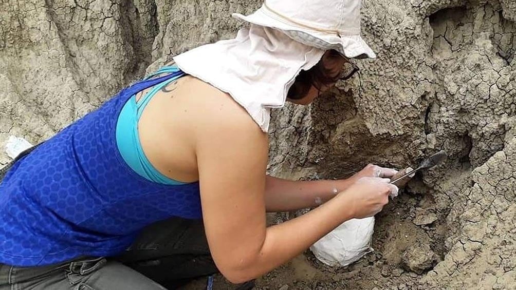 Restos fósiles de un perezoso gigante en Corrientes - 