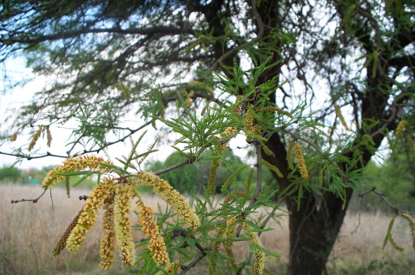 El algarrobo negro pertenece a un género de plantas cuyas especies se cruzan entre sí, por lo que no es tan sencilla la clasificación de cada planta y solo viendo los frutos podemos precisarlo.