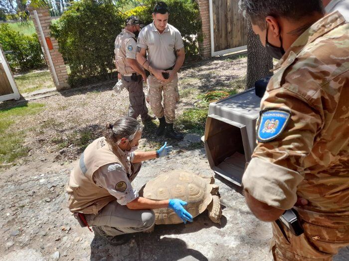 “Se les escapó la tortuga”: luego del ejemplar gigante encontrado en San Rafael, buscan a dos más en Mendoza. Foto: Prensa Secretaría de Ambiente de Mendoza.