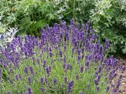 La lavanda es ideal para nuestros suelos áridos