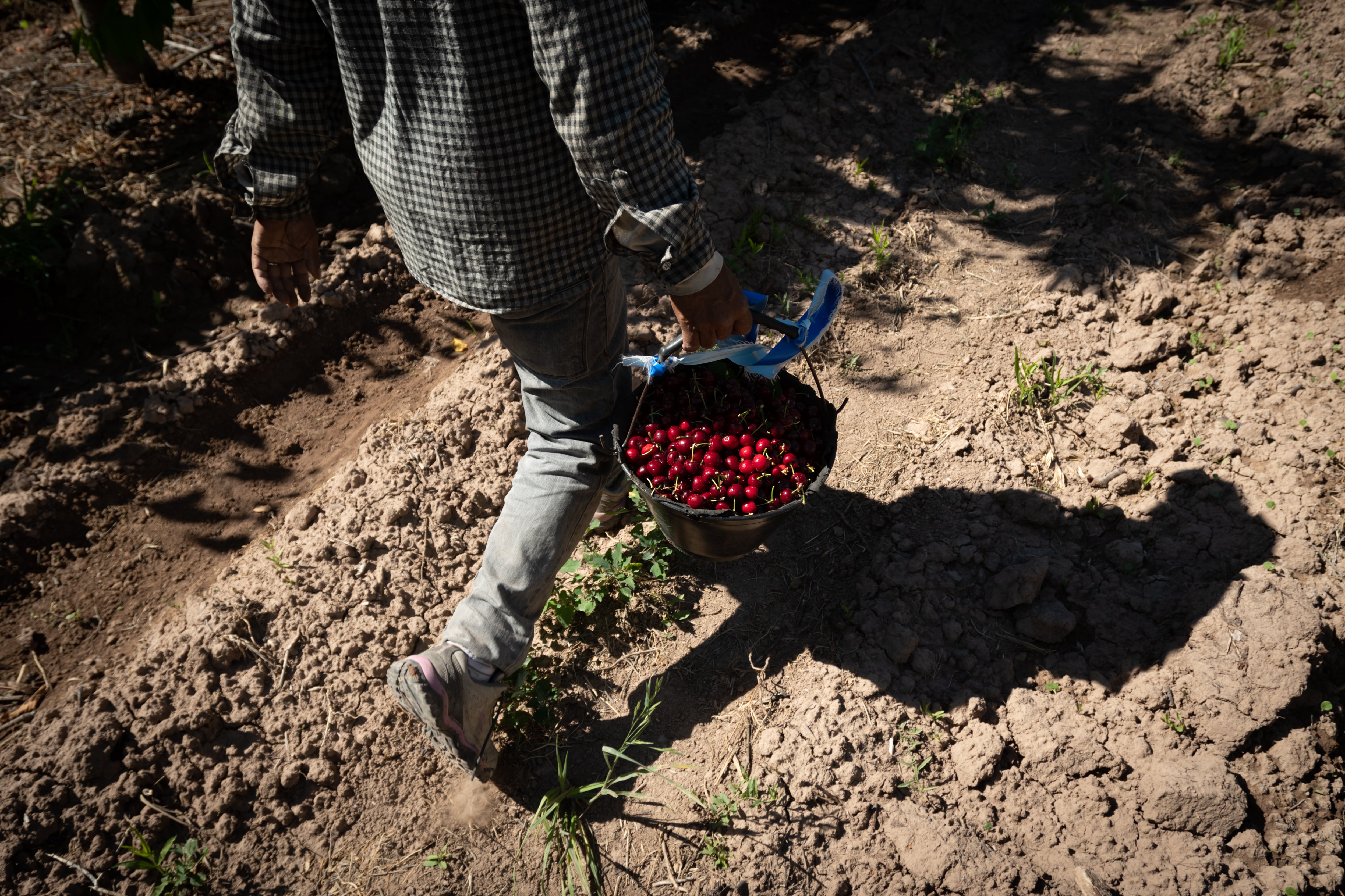 Las pérdidas por heladas en 2019 alcanzaron, en promedio, el 75% de la producción. Esperan que 2020 sea decididamente mejor.