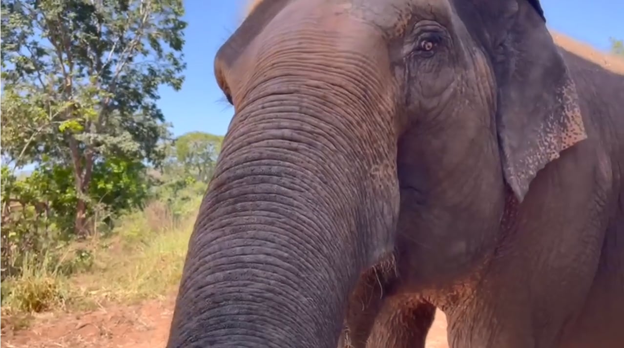 El video del momento más esperado: Pocha y Guillermina fueron recibidas por otra elefanta en Brasil. Foto: Facebook Global Sanctuary for Elephants