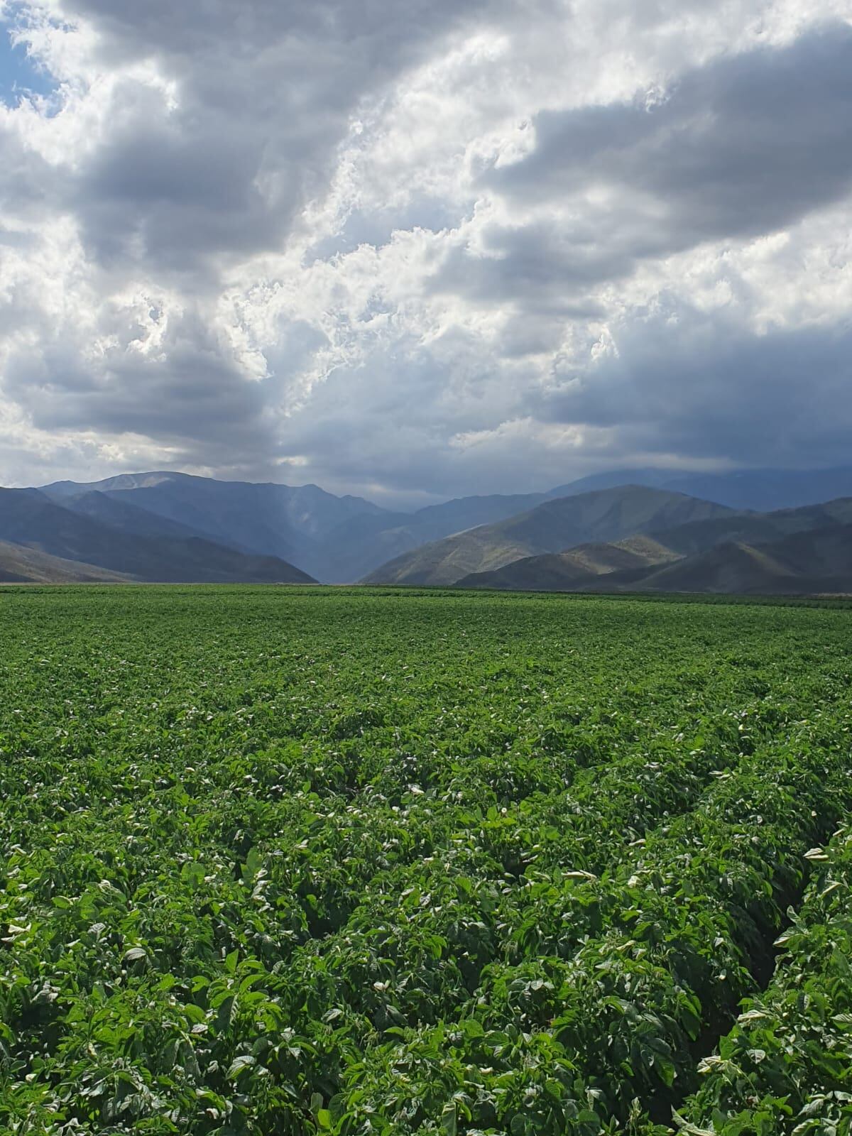 Cultivo de papa en Tupungato. Foto: Gentileza