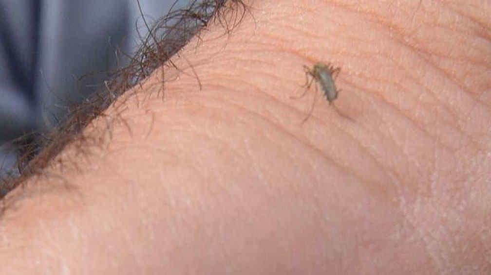 La Encefalitis Equina del Oeste es una enfermedad causada por un virus que se transmite a través de la picadura de mosquitos infectados que actúan como vectores, principalmente en áreas rurales.