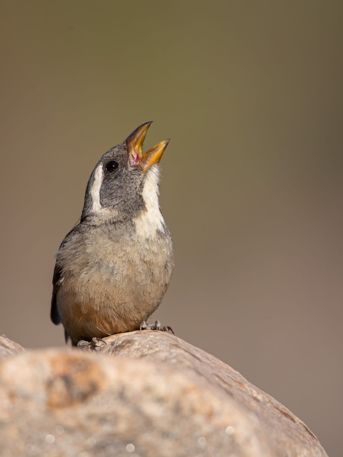 Tráfico de fauna silvestre: en 10 años se rescataron más de 16.000 animales en Mendoza. Foto: Instagram @cuyo.birding.3