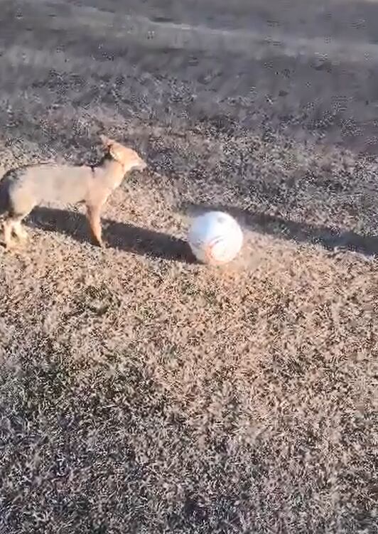 Un zorrito de San Rafael se anima a jugar al fútbol y demustra su talento con la redonda. Foto: Captura Video Jorge Contreras.