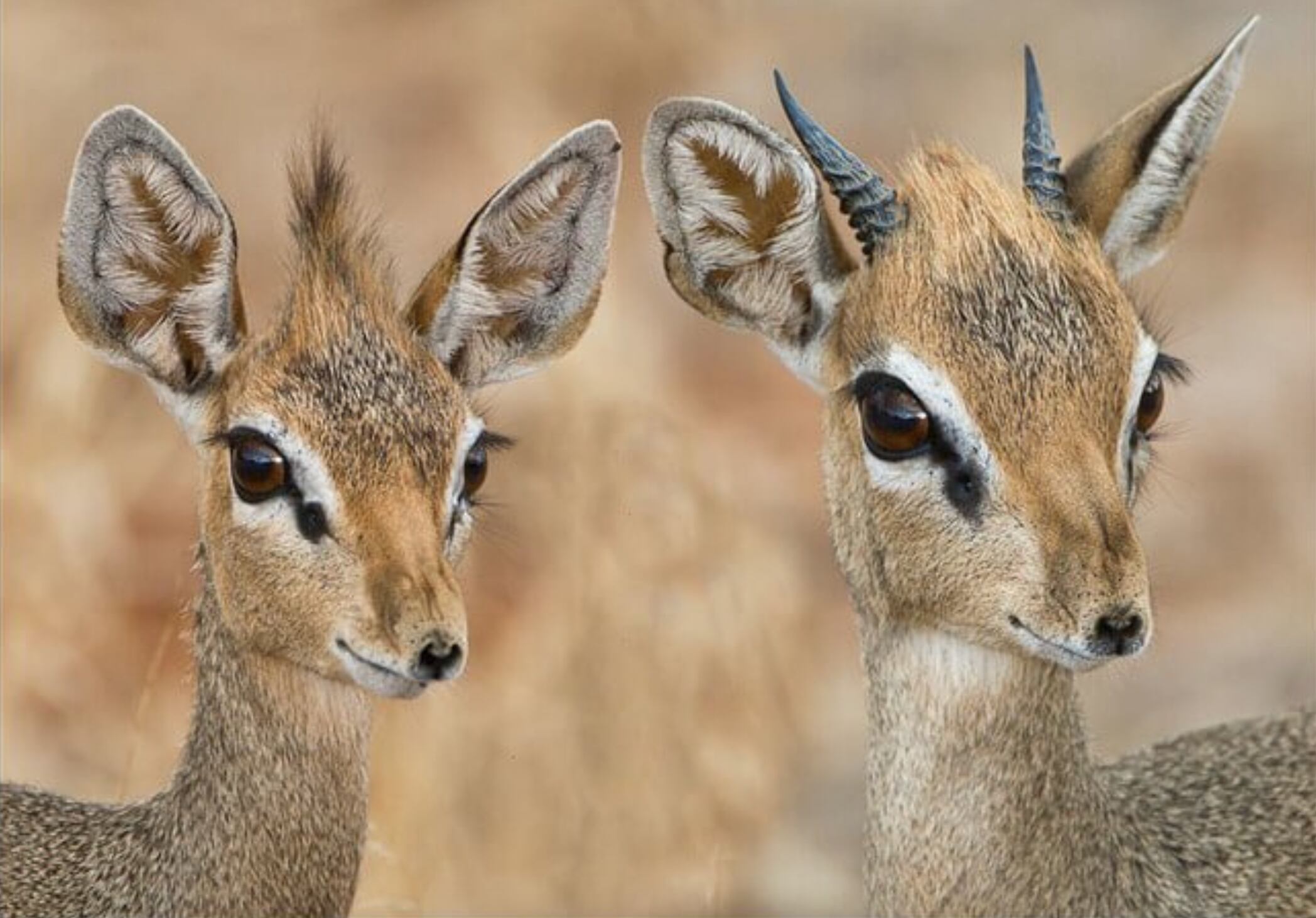 Los Dik Dik son la especie más pequeña de antílopes.