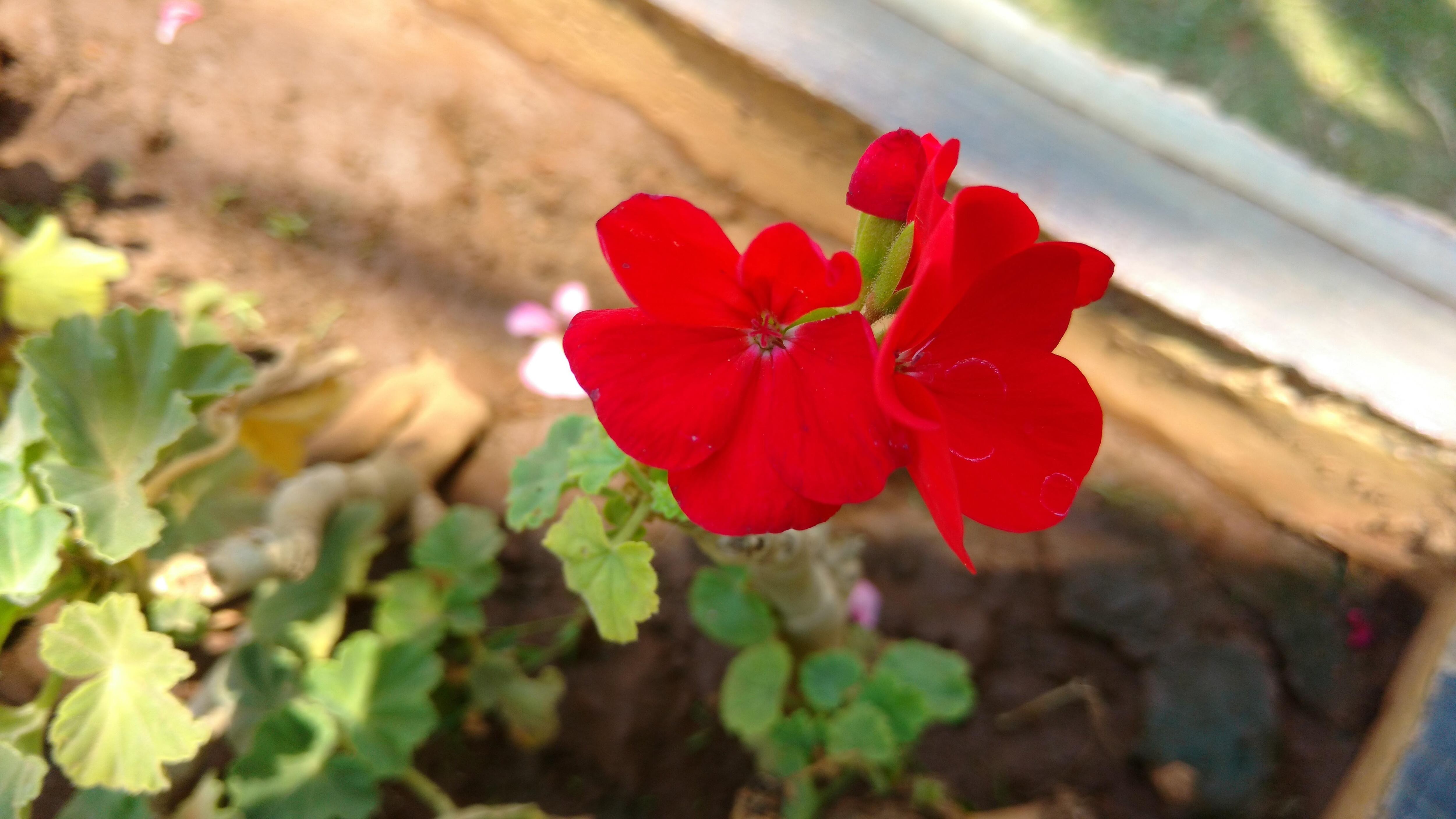 Si nacieron de esquejes de otra planta, nuestros malvones tendrán genéticamente la edad de la planta madre. Si queremos una planta nueva tendremos que cultivarla desde la semilla. 