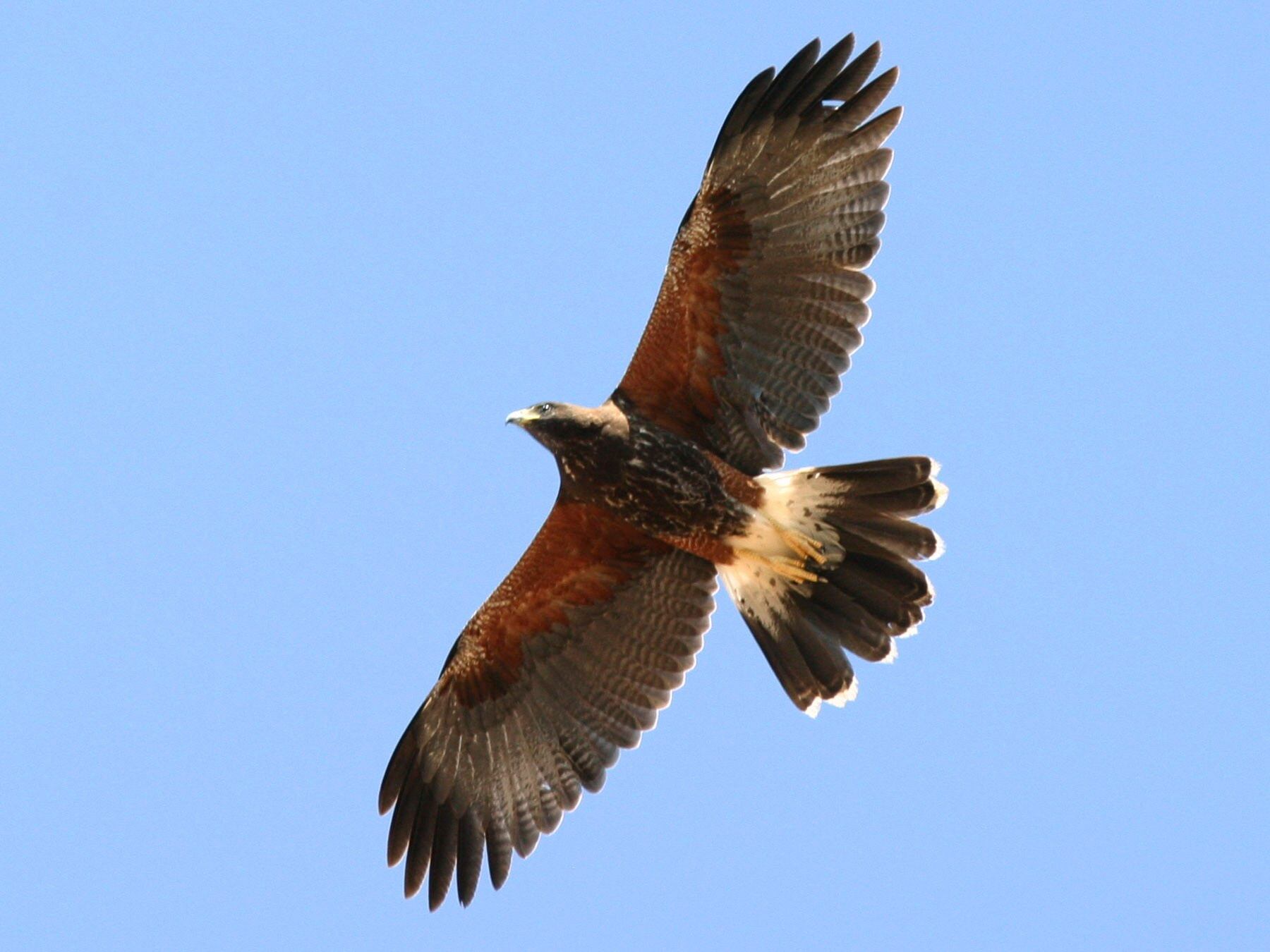 Los gavilanes y aves rapaces son controladores naturales de roedores y palomas, y piden no cazarlos. Foto: Imagen ilustrativa.