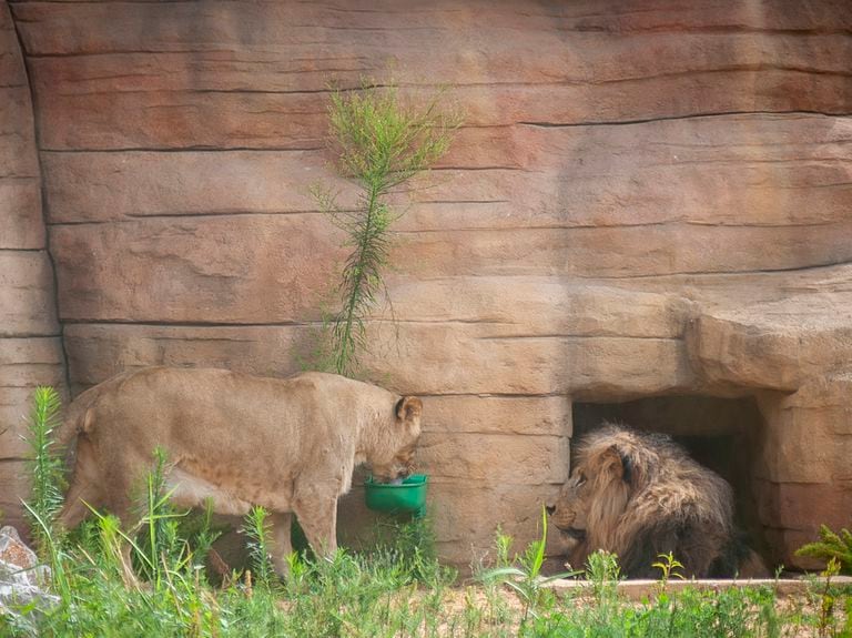 Los felinos se contagiaron en noviembre, recibieron un tratamiento correspondiente y mejoraron de manera efectiva.