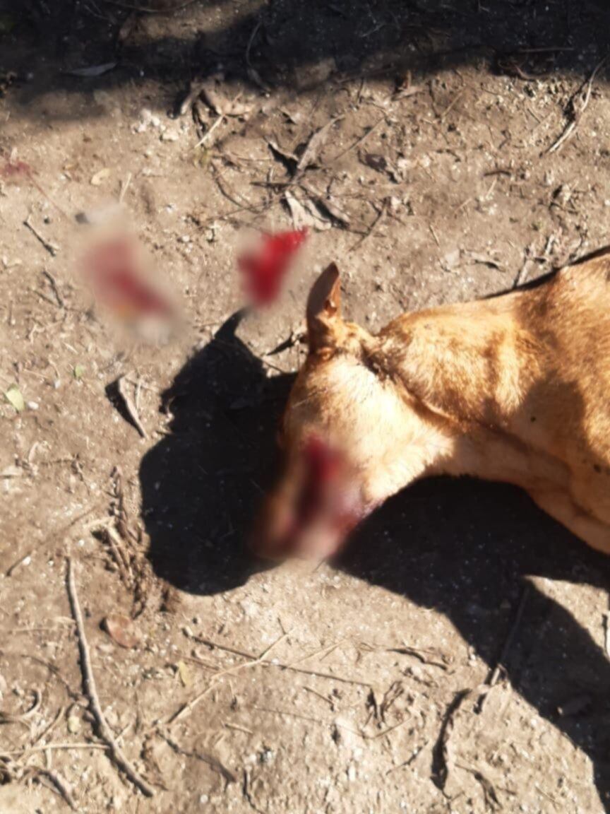 Imágenes sensibles. Un hombre mató a dos perros a cuchillazos tras una violenta pelea vecinal. Foto: Info Berisso.