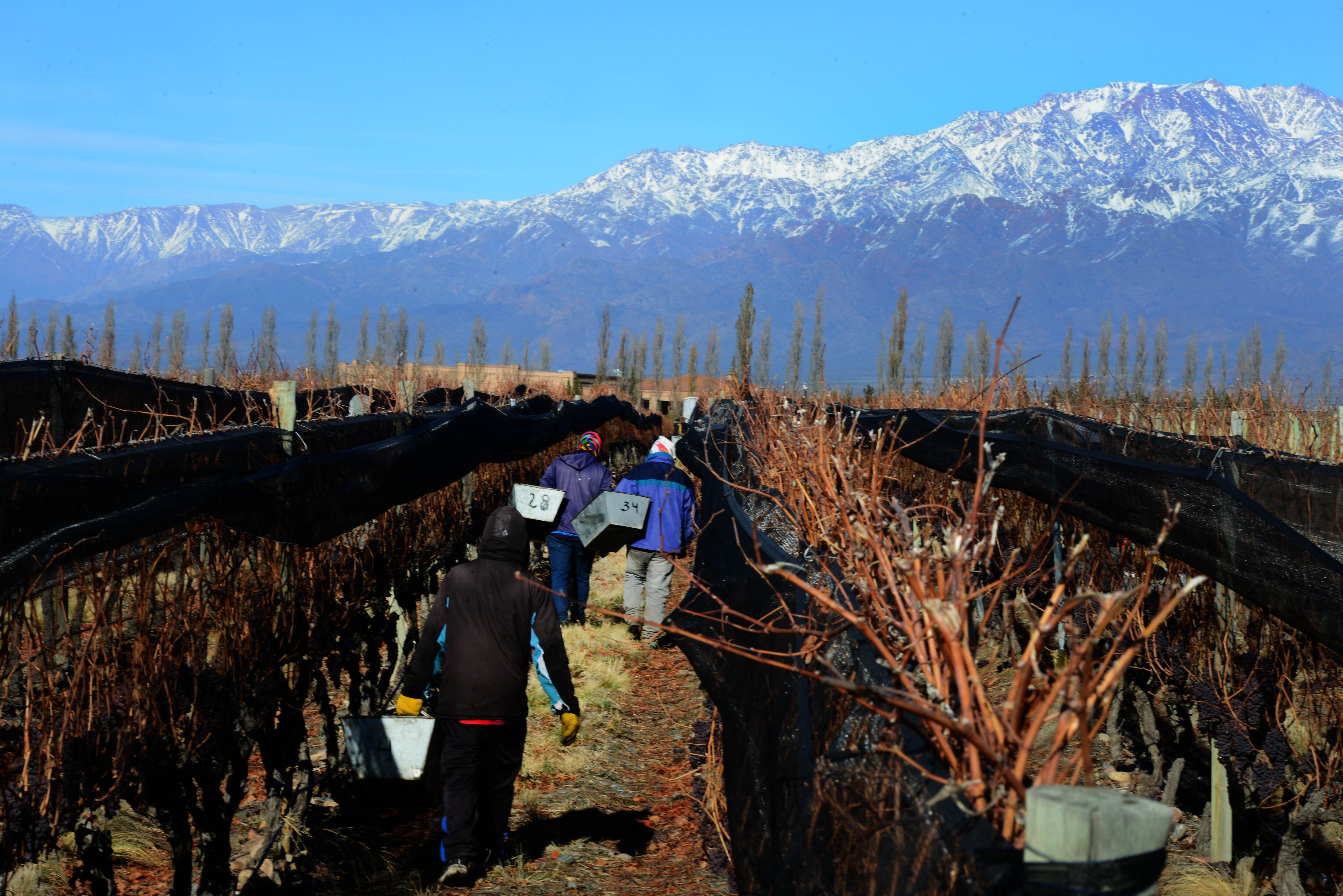 Cosecha tardía de uvas Verdicchio y Gewürztraminer en la bodega de Rutini Wines en Gualtallary en pleno invierno para lograr un vino dulce.