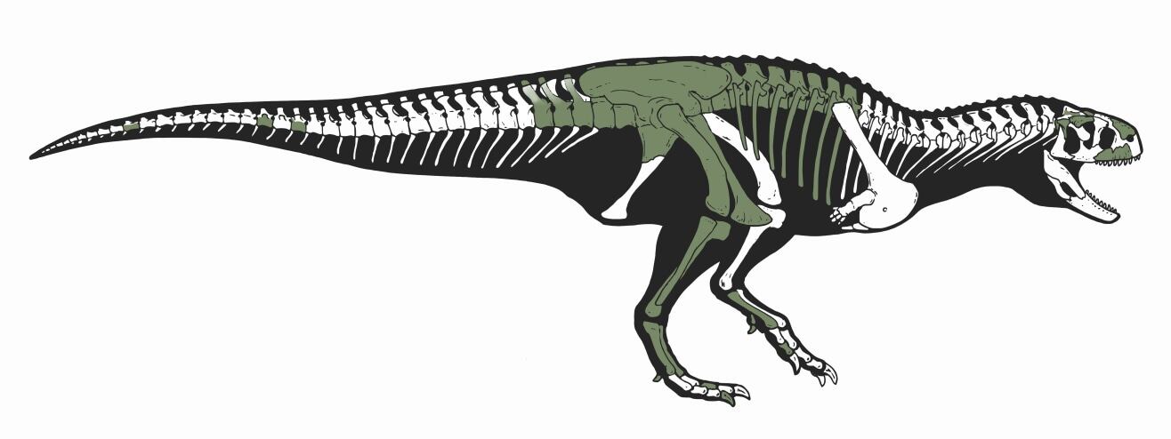 Nueva especie de abelisáurido, Koleken inakayali. Imagen: National Geographic