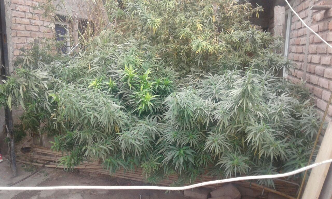 Plantas de marihuana