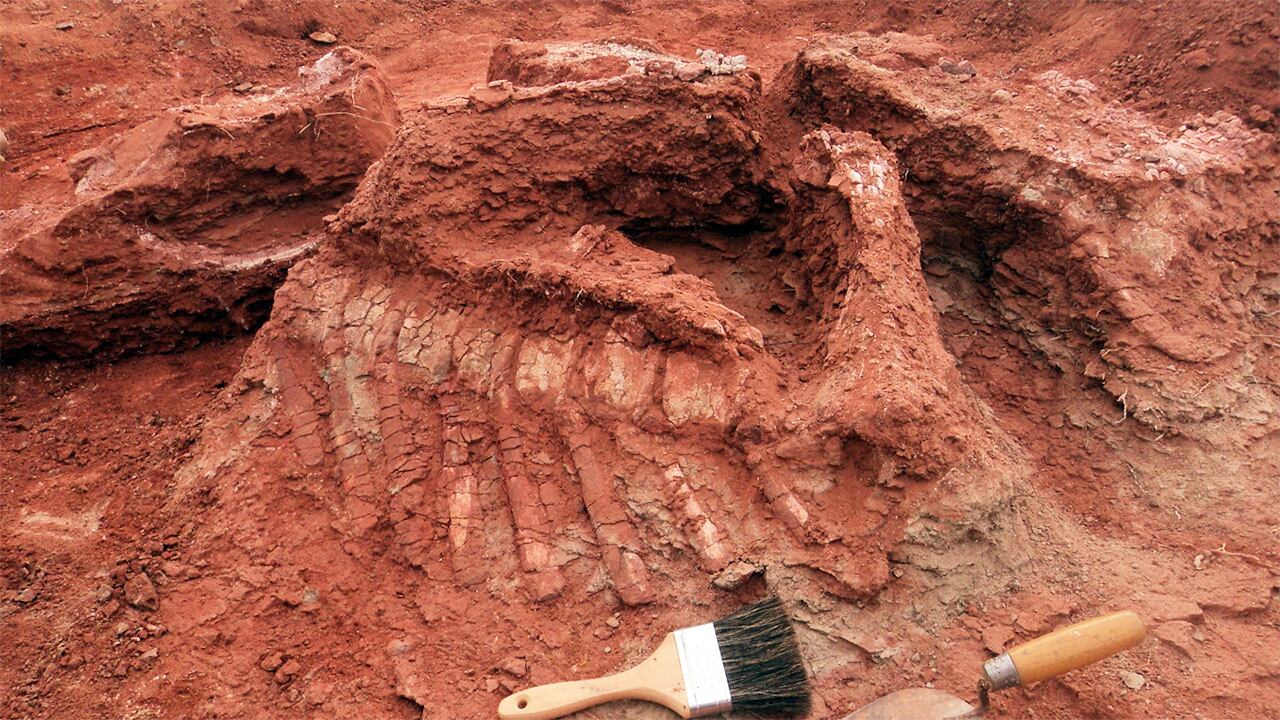 Paleontología, por qué se hicieron gigantes los dinosaurios?