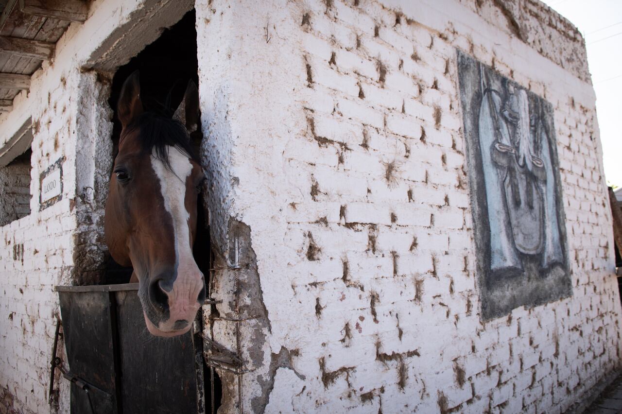 Uno de los dos padrillos del haras de la Montada. | Foto: Ignacio Blanco / Los Andes