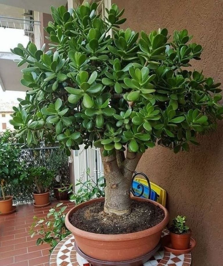 El Árbol de Jade, conocido científicamente como Crassula ovata, es una planta suculenta originaria de Sudáfrica.