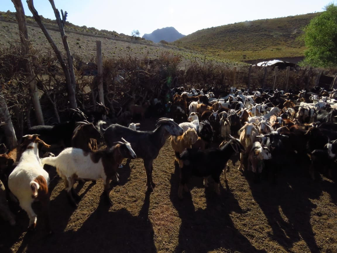 Un perro mantuvo vivas a 30 cabras en medio de la cordillera y durante 10 días de temporal de nieve. Foto: Gentileza