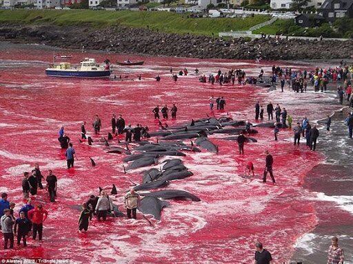 Grindadràp, la cruel tradición de Islas Feroe. Foto: Twitter @Bravo19703