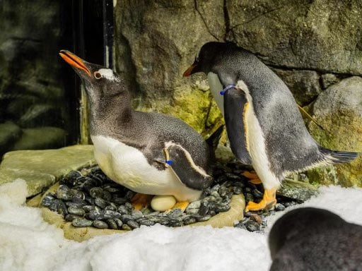 Murió Sphen, el famoso pingüino gay que formó una familia. Foto: X