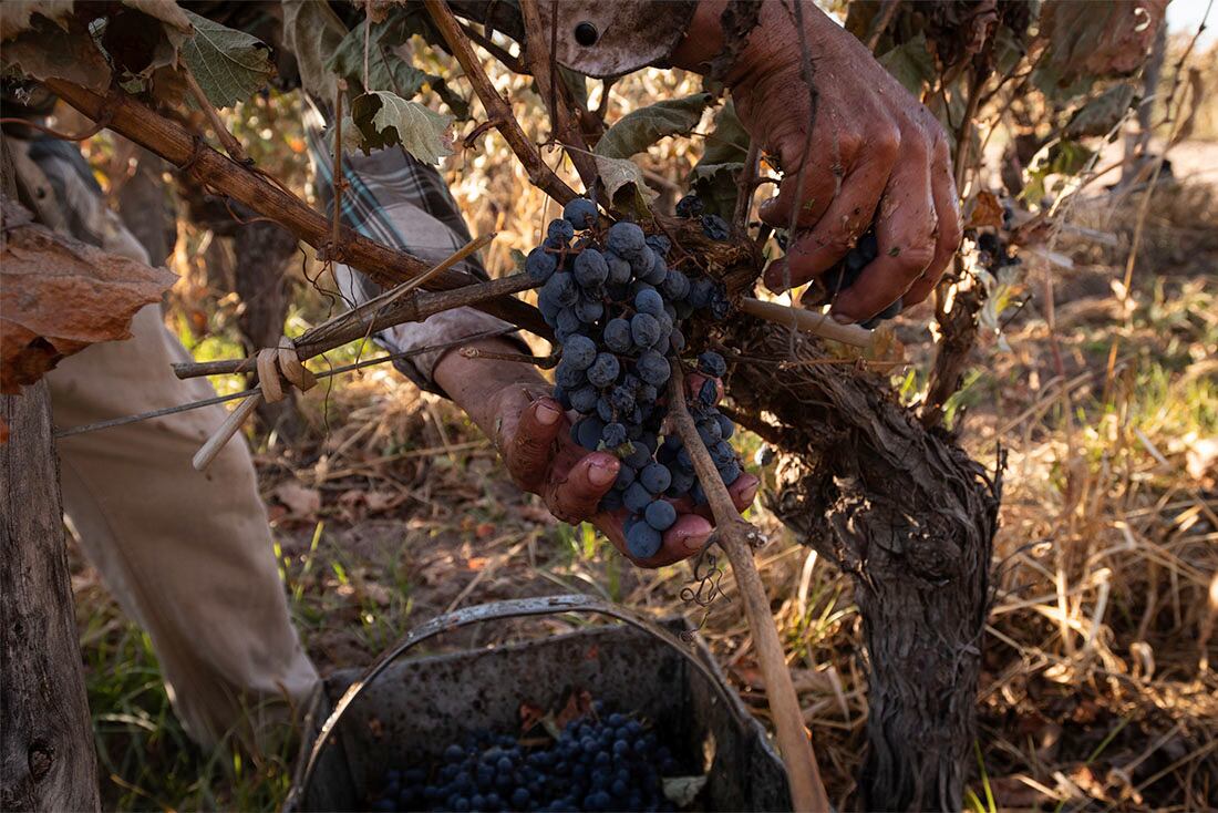 Cosecha manual del varietal Malbec en Agrelo, Luján de Cuyo.

Foto: Ignacio Blanco / Los Andes  