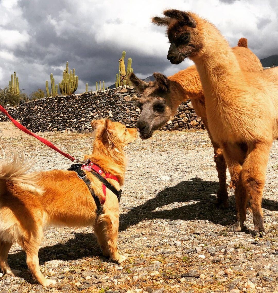 Mendoza es uno de los destinos turísticos con más alojamientos “pet friendly” de Argentina. Foto: Gentileza Guido y Celeste (Perros Viajeros Argentina)