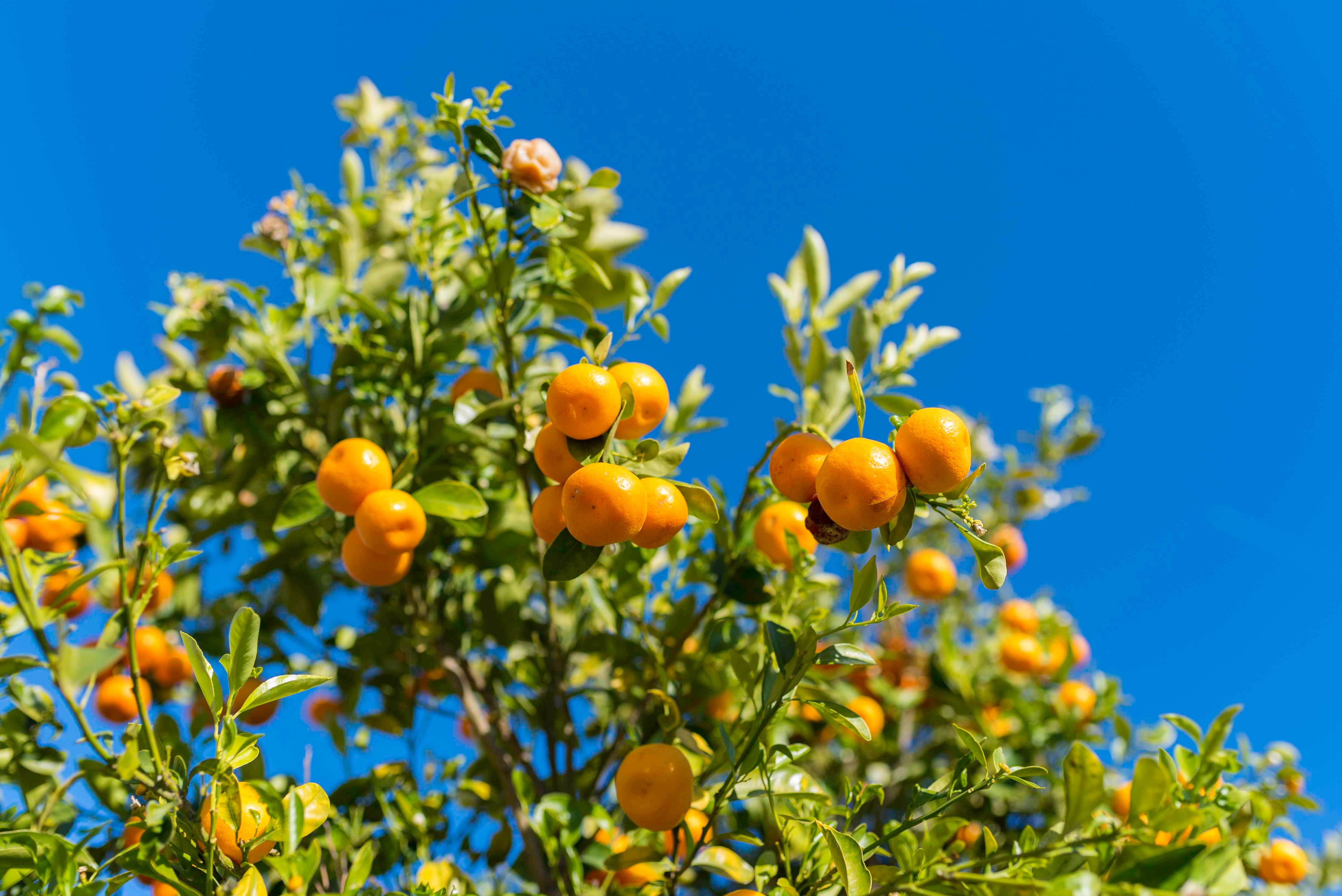 Prestemos atención a las tanzas que a veces quedan presionando los troncos de los árboles frutales, pues si aprietan sus conductos, la savia no circulará adecuadamente y, por lo tanto, el árbol no podrá nutrirse.