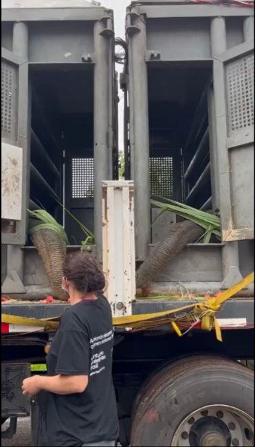 Las elefantas Pocha y Guillermina ya llegaron a Brasil y están más cerca del santuario. Foto: Prensa Gobierno de Mendoza. Foto: Globalelephants.org