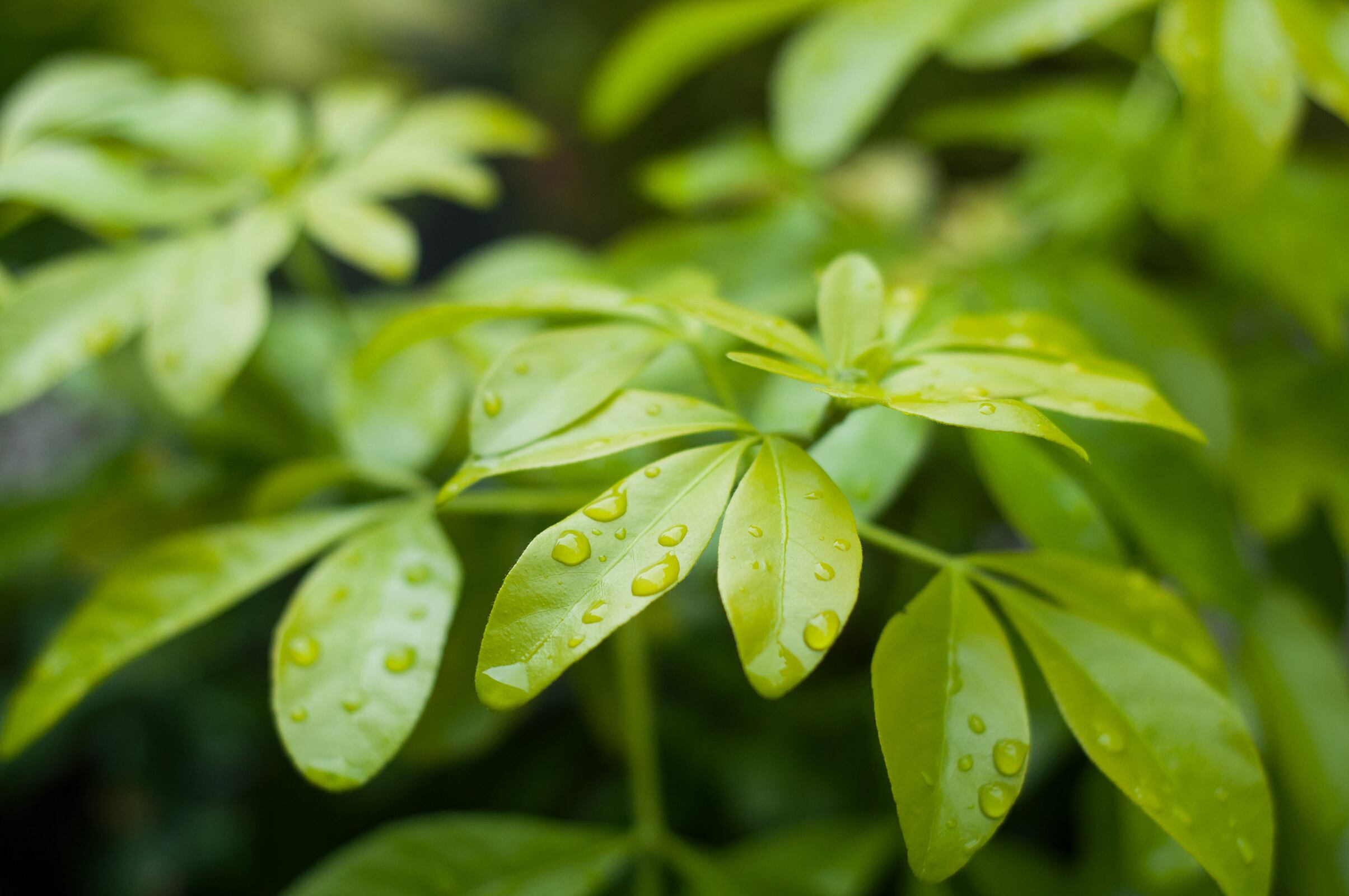 Cuando llueve, muchos sacan de inmediato las plantas al balcón para que se mojen. ¡No lo hagas! El estrés que les genera esa mudanza es superior al beneficio del agua de lluvia. Foto 123RF.