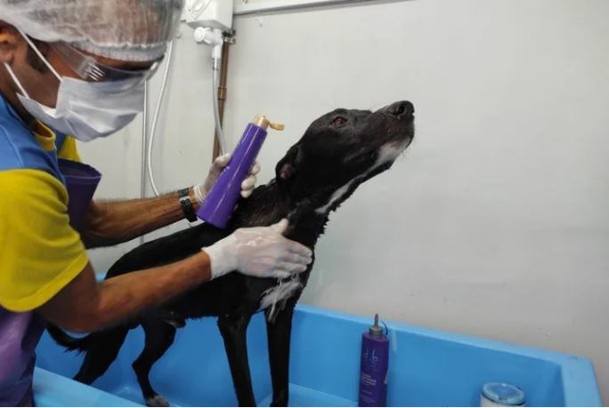 Luego de recibir un tratamiento de quimioterapia el perro será dado en adopción. Gentileza