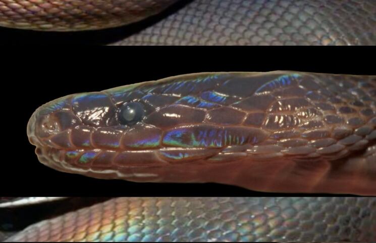 Descubren una extraña serpiente que brilla en la oscuridad