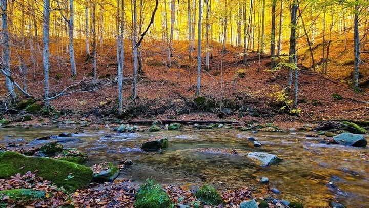 La especie está en peligro de extinción y puede encontrarse en el río Valsan, Rumania.