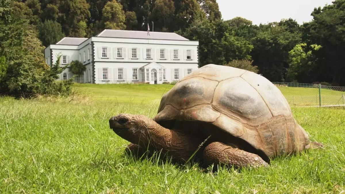 Jonathan, el animal terrestre más viejo del mundo, cumplió 190 años.