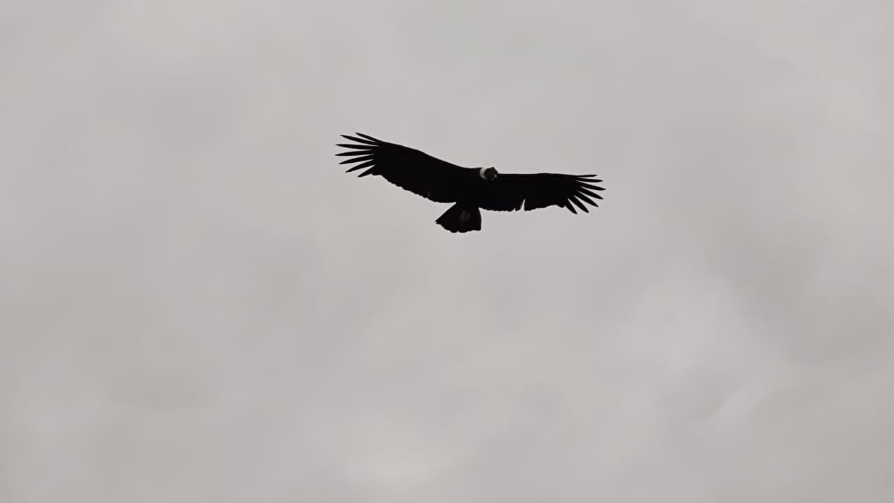 Amo y señor de los cielos: así se hace el censo de cóndores en Mendoza, clave para su conservación. Foto: Gentileza Eduardo Furlán - SOS Acción Salvaje