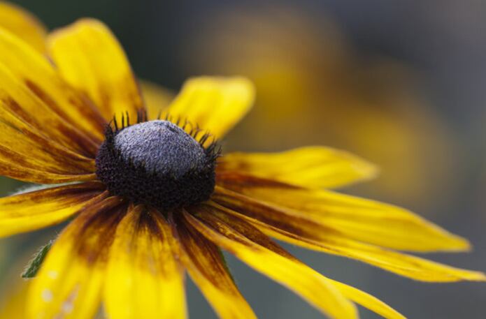 Rudbeckia bicolor