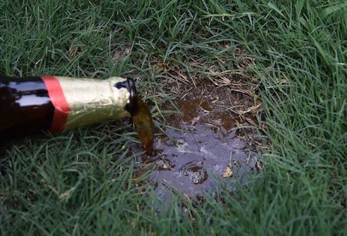 Esto ocurre si echás cerveza a las plantas del jardín.