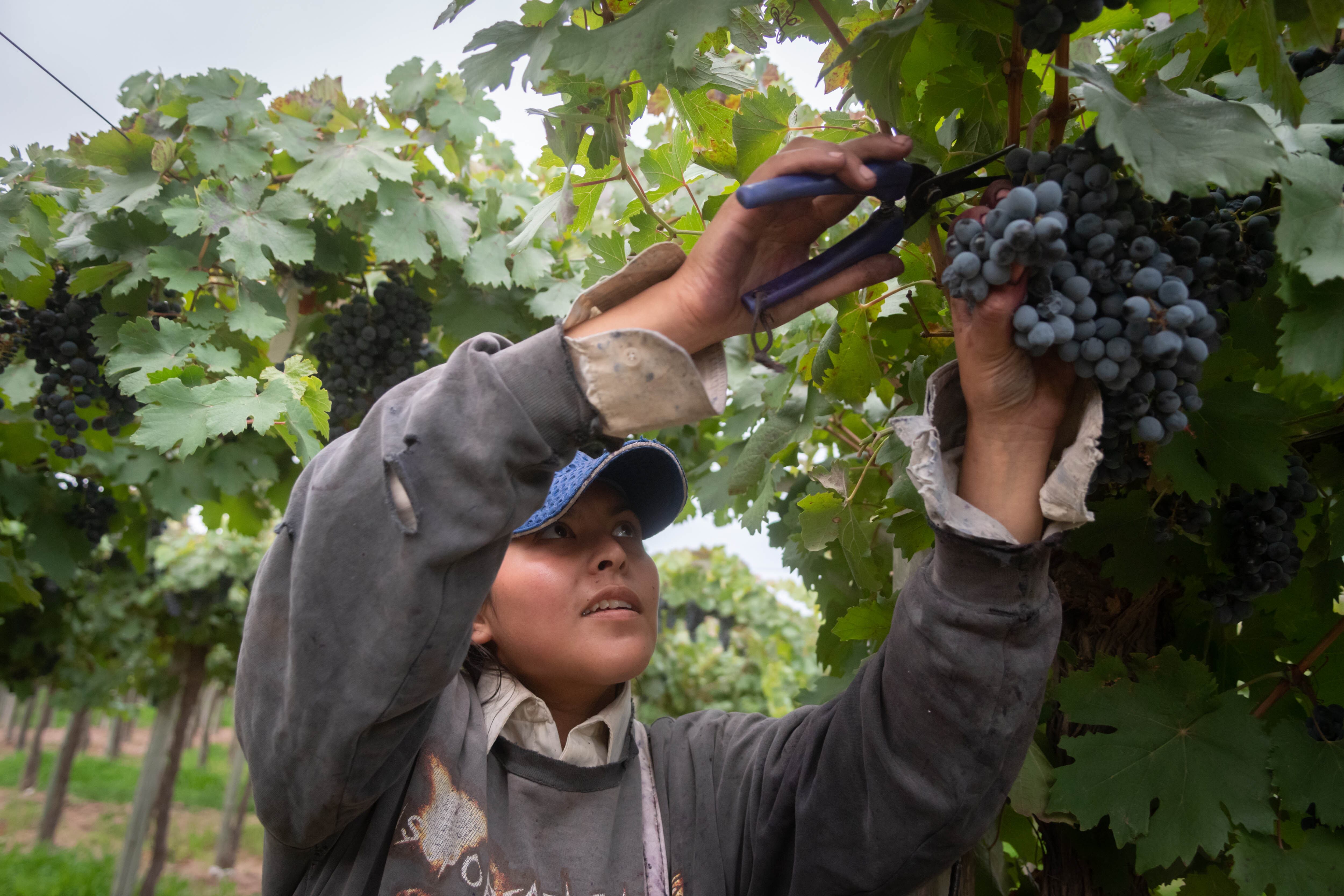 Los trabajadores reclaman por mejores pagos, pero las empresas y productores aseguran que los valores de mercado no acompañan.