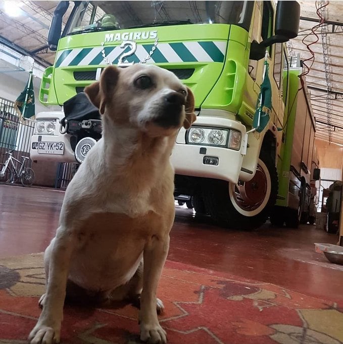 Shirley, la mascota de un cuartel de bomberos, falleció y fue despedida con honores.