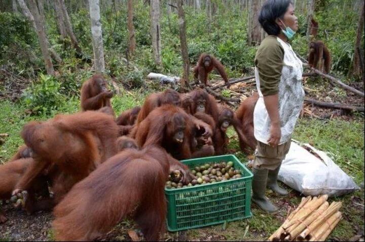 Ahora Pony vive en un santuario en Indonesia, pero los rescatistas aseguran que tardó mucho en poder relacionarse con humanos debido al miedo.